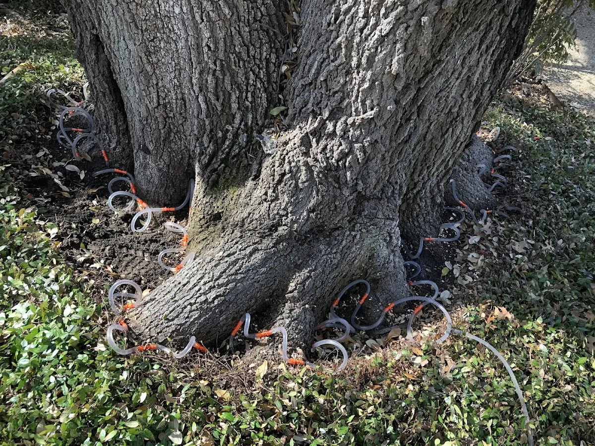 Detailed Tree Cabling and Bracing job site in Pipestem