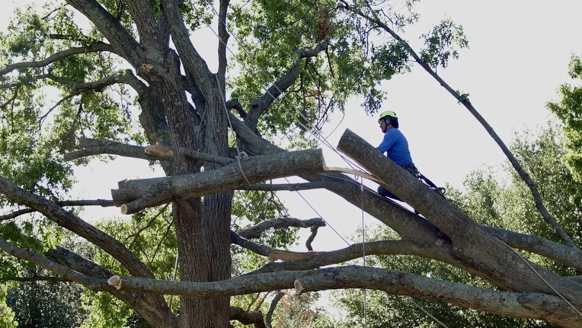 Professional Crown Thinning performed by certified arborists in Pipestem