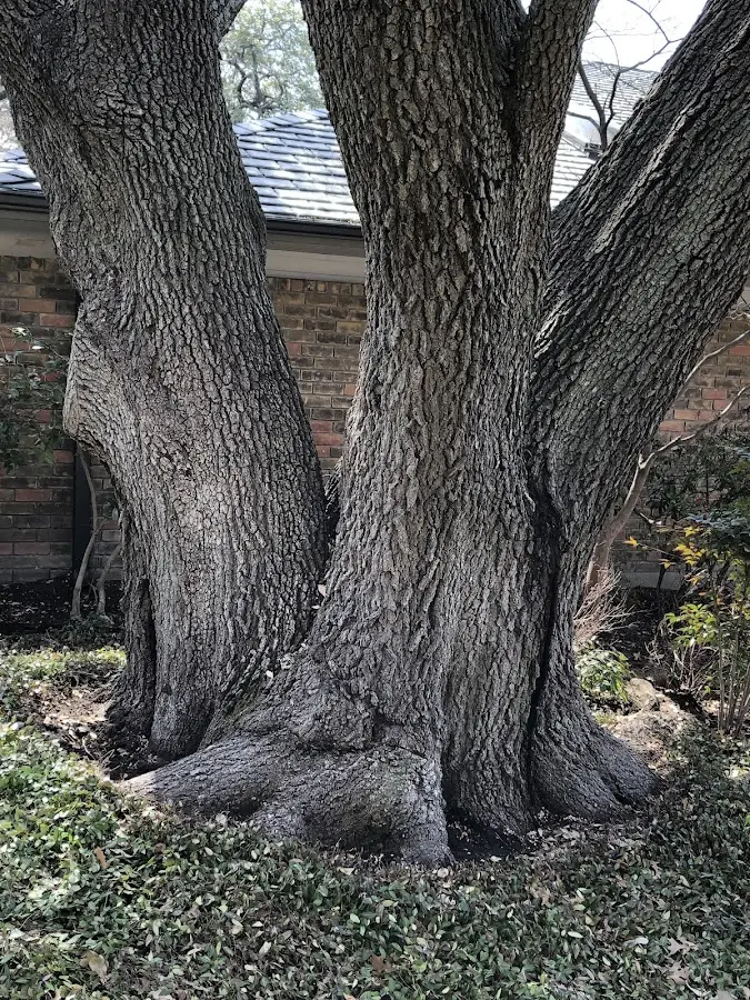 Mature heritage tree close to a Pipestem property cared for by certified arborists